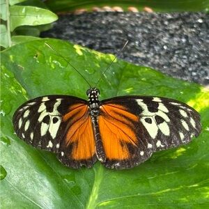 🌹Moissanite🌹Natural Gemstones🌹High Quality 18k Gold Filled🌹S925 Sterling Silver🌹